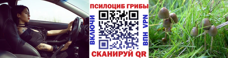 Псилоцибиновые грибы Cubensis  как найти наркотики  Дно 